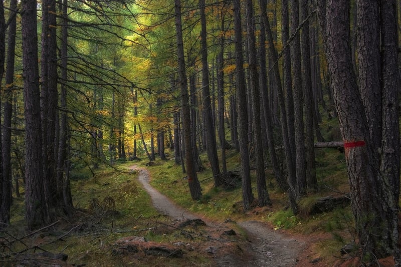 Forest path for walking